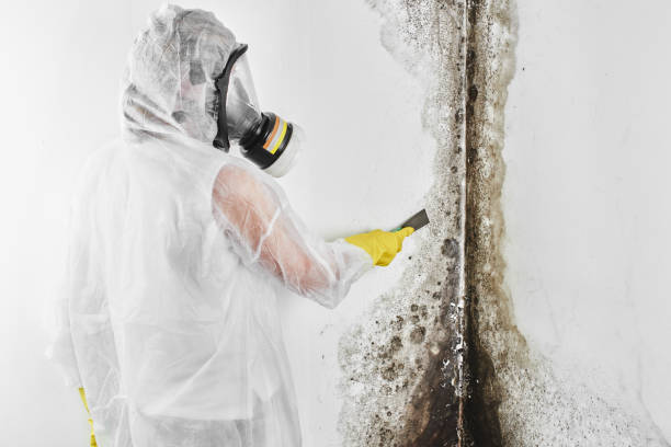 Best Best Mold Removal Companies  in Kaukauna, WI