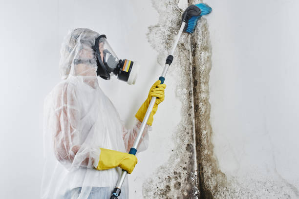 Best Residential Mold Removal  in Kaukauna, WI