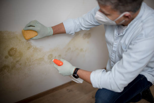 Best Fast Mold Removal  in Kaukauna, WI