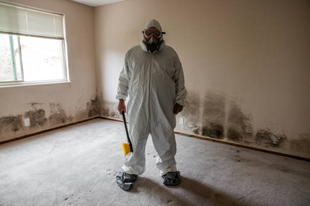 Best Attic Mold Removal  in Kaukauna, WI