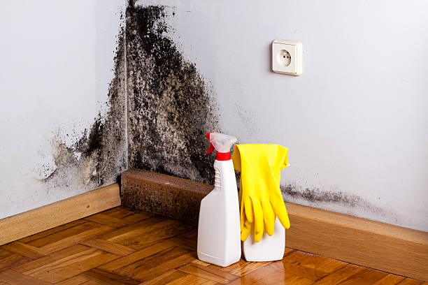 Best Commercial Mold Removal  in Kaukauna, WI