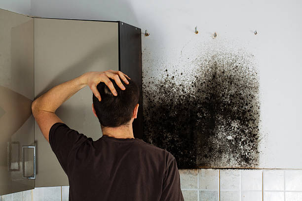 Best Toxic Mold Removal  in Kaukauna, WI