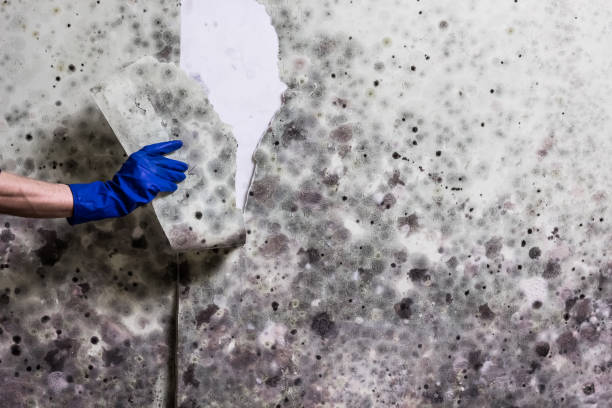 Best Mold Remediation  in Kaukauna, WI
